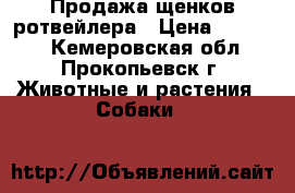 Продажа щенков ротвейлера › Цена ­ 12 000 - Кемеровская обл., Прокопьевск г. Животные и растения » Собаки   